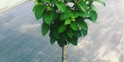 Hortensias trepadoras