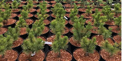 arbustos de coníferas