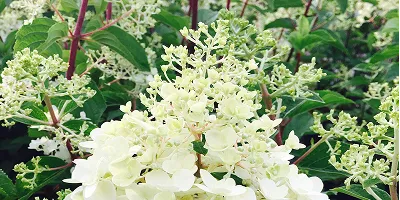 Arbustos de hoja caduca