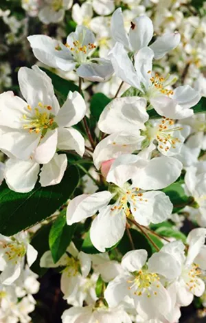 Vivero de plantas DREWEK